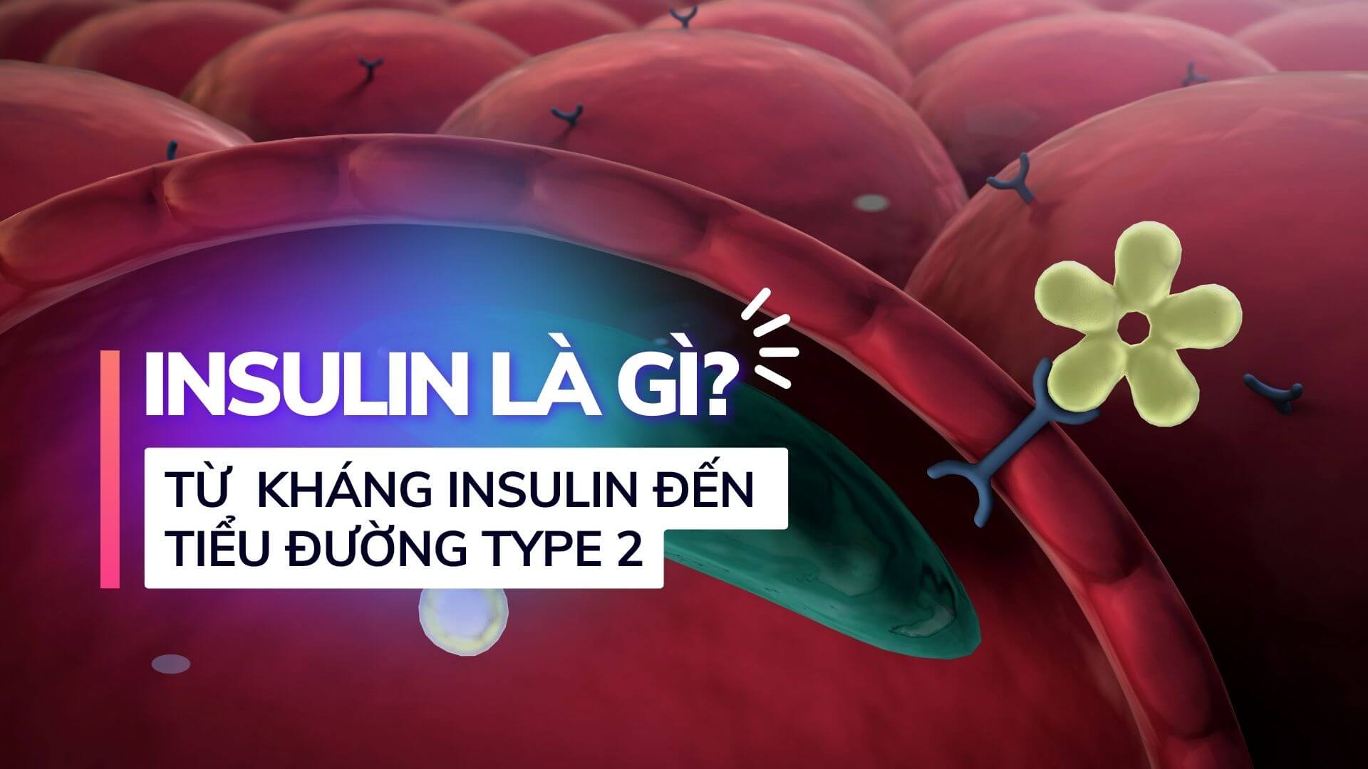 insulin và đề kháng insulin là gì